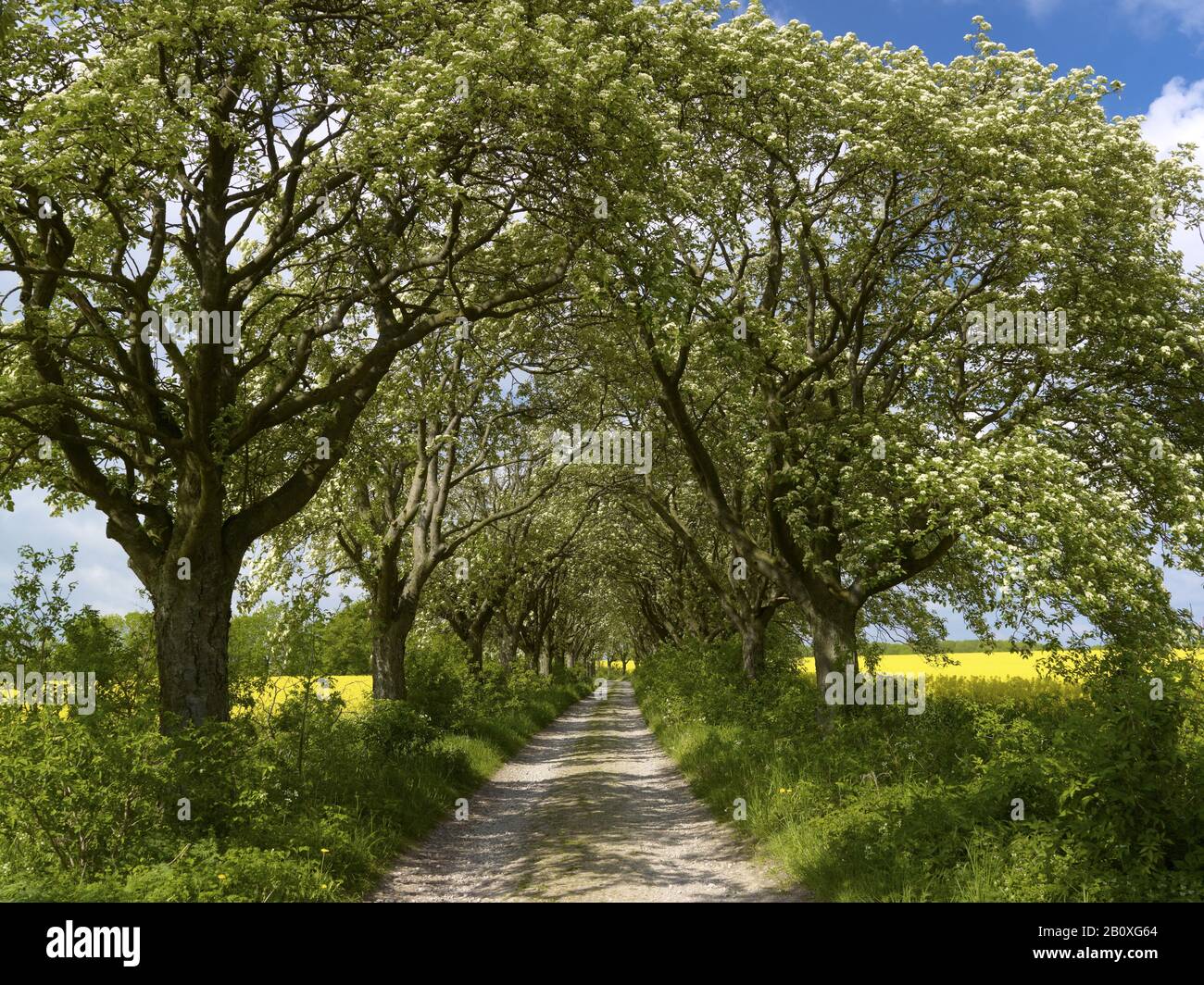 Florissant avenue suédoise de florissants arbres florissants à partir de 1910 près de Kefferhausen, Eichsfeld, Thuringe, Banque D'Images