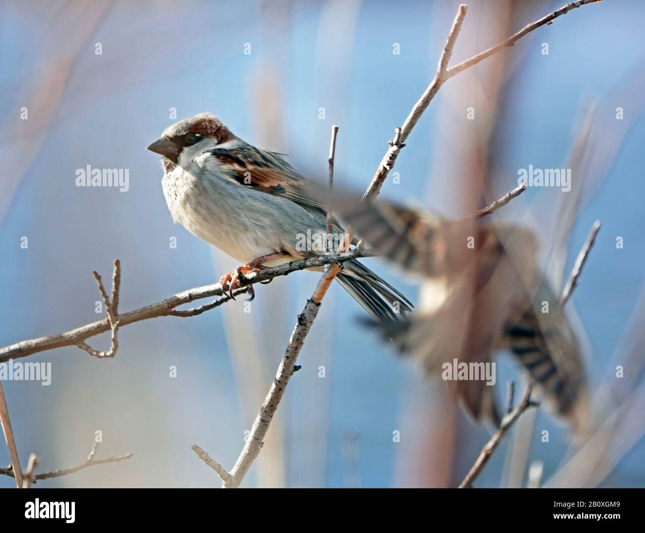 Une maison commune sparrow, Passer domesticus, dans un buisson le long de la rivière Deschutes dans le centre de l'Oregon en janvier. Banque D'Images