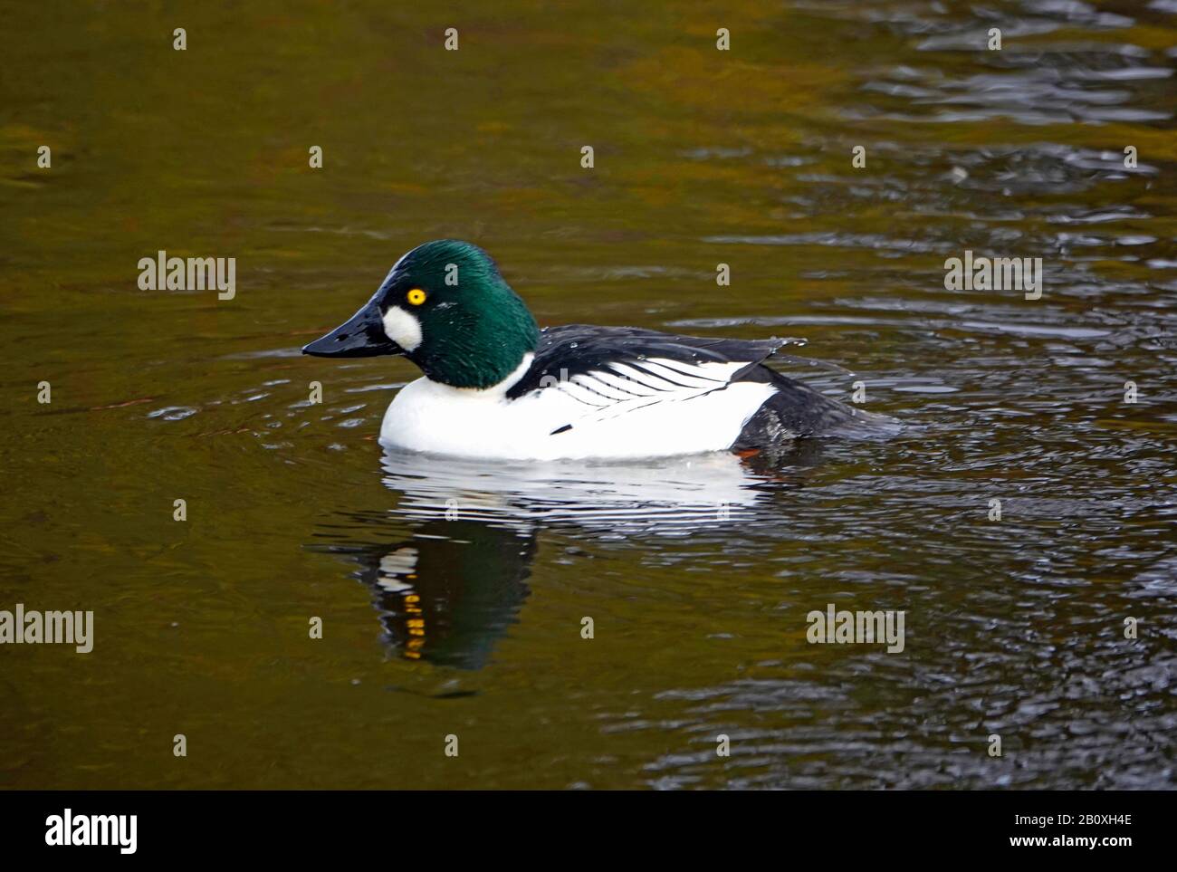 Portrait d'un canard doré commun, Bucephala clangula, sur un étang en janvier dans le centre de l'Oregon. Banque D'Images