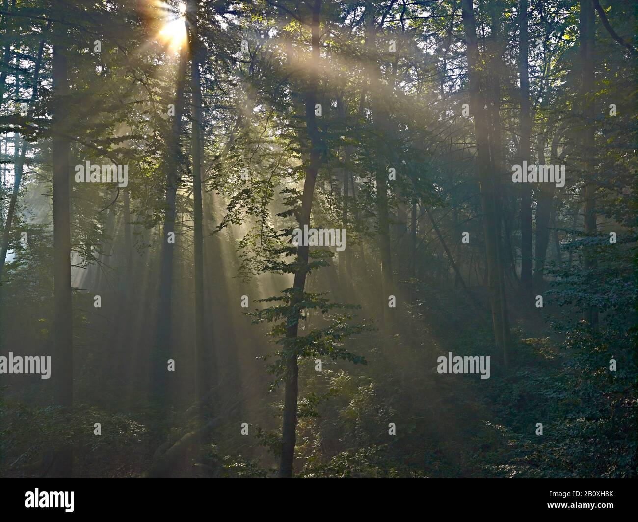 Rayons du soleil dans la forêt de Bodenwerder, Weserbergland, Basse-Saxe, Allemagne, Banque D'Images