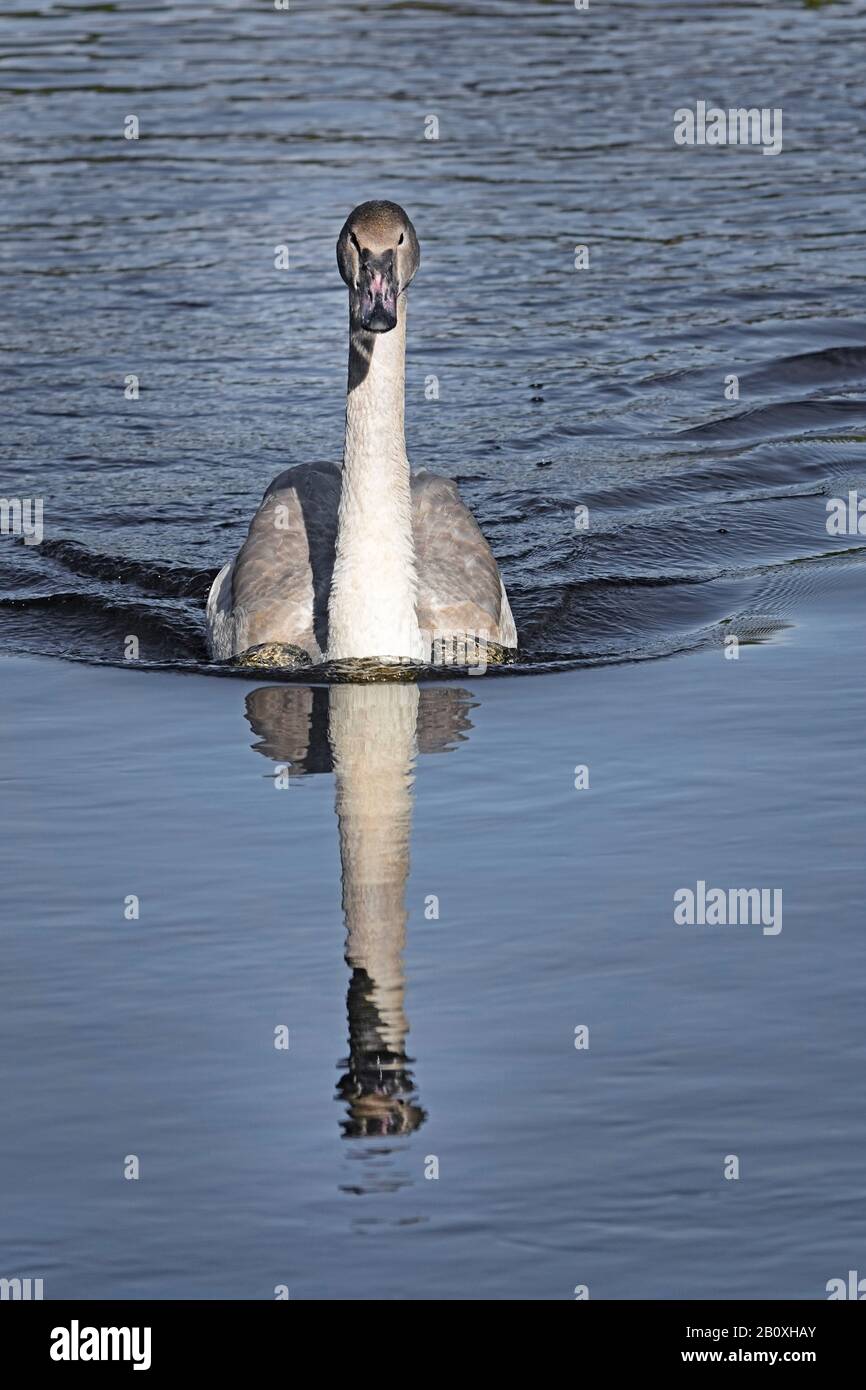 Un jeune cygne trompettiste prend de la nourriture à partir d'une station d'alimentation dans une réserve de faune dans le centre de l'Oregon. Banque D'Images