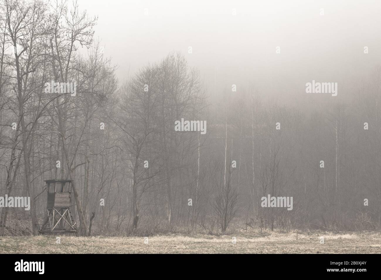 Haut point au bord de la forêt dans le brouillard, Banque D'Images