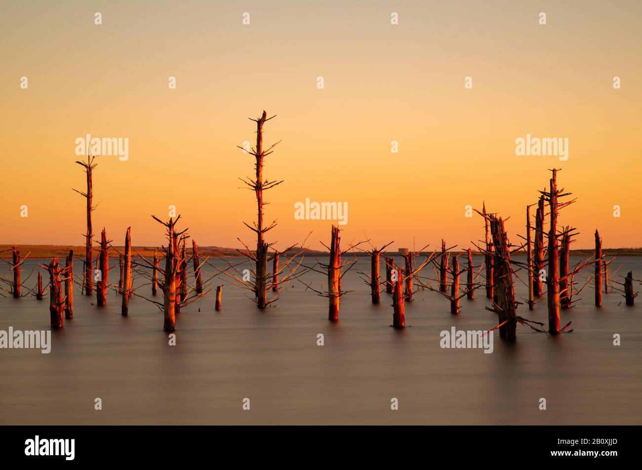 Forêt Sunken Au Lac Colliford Banque D'Images