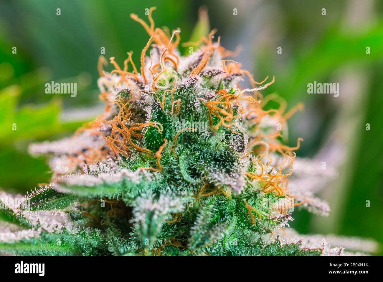 Plante de cannabis HDR Fleurs Banque D'Images