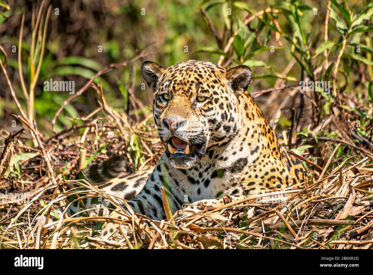 Jaguar Dans La Brosse Banque D'Images