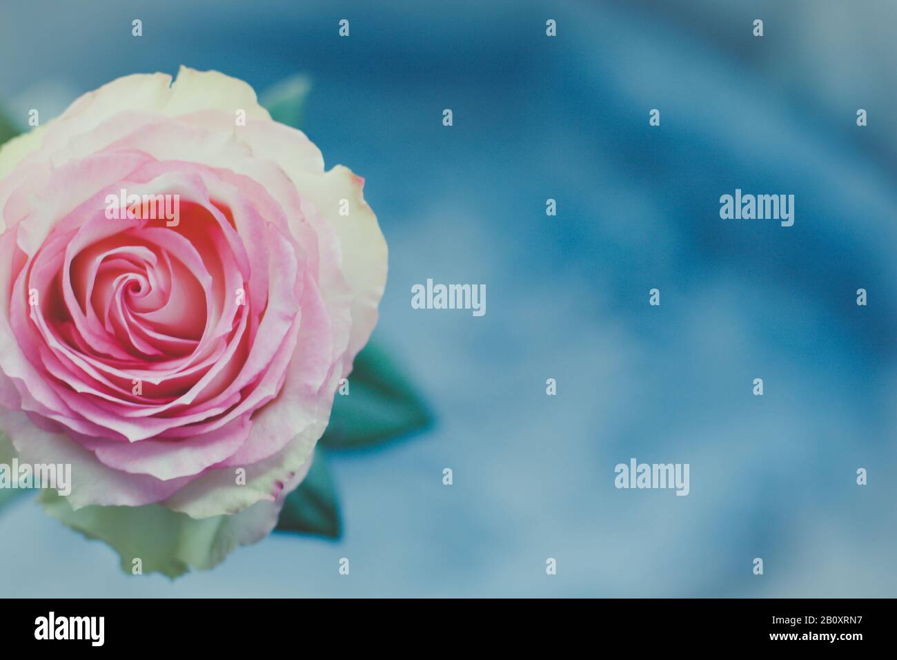 Rose rose. Une vue rapprochée d'une belle rose. Banque D'Images