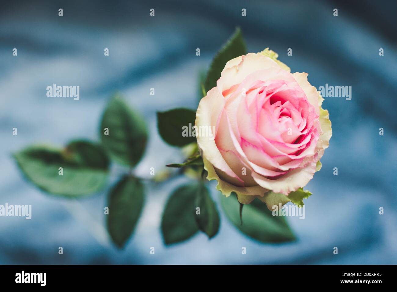 Rose rose. Une vue rapprochée d'une belle rose. Banque D'Images