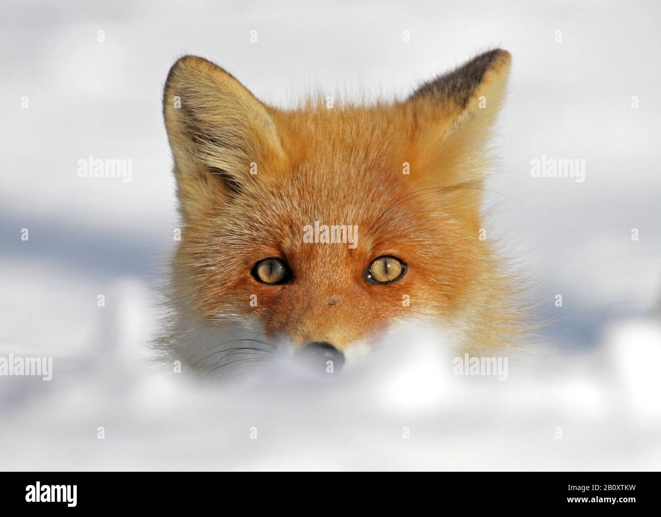 Renard rouge (Vulpes vulpes), portrait dans la neige, vue avant, Japon Banque D'Images Renard rouge (Vulpes vulpes), portrait dans la neige, vue avant, Japon Banque D'Images