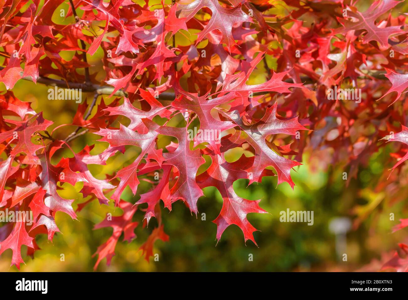 Chêne écarlate (Quercus coccinea), feuilles d'automne, Allemagne, Saxe Banque D'Images