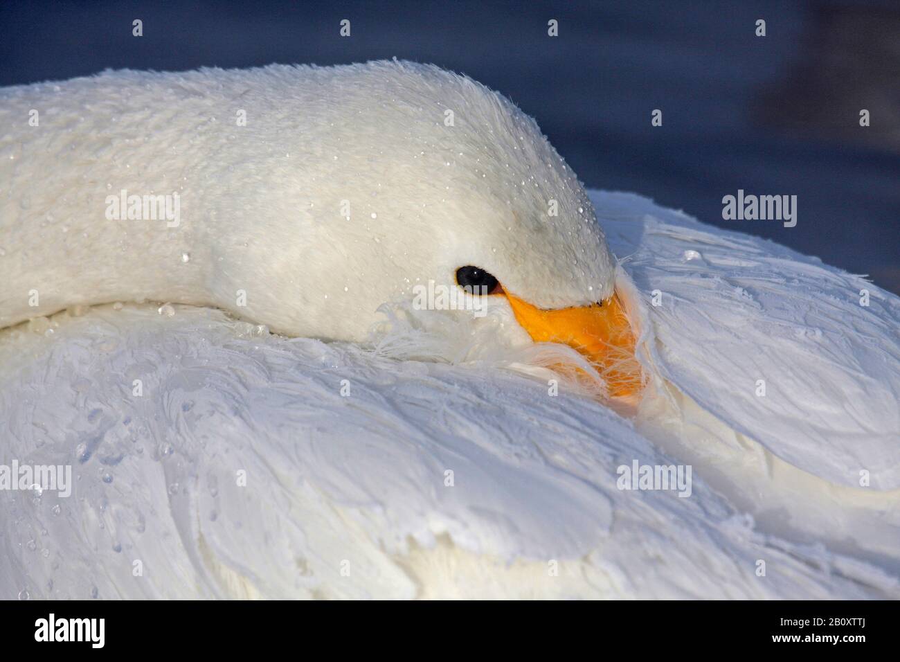Cygnus cygnus (Cygnus cygnus), qui s'encolle à la tête dans le plumage, Japon, Hokkaido Banque D'Images Cygnus cygnus (Cygnus cygnus), qui s'encolle à la tête dans le plumage, Japon, Hokkaido Banque D'Images