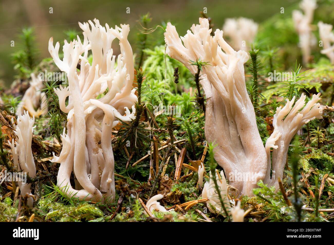 Corail champignon sur terre forestière, Allemagne, Bavière, région Oberbayern, Alpenvorland Banque D'Images