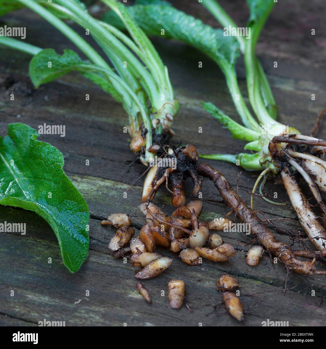 Comfrey commun (Symphytum officinale), racines recueillies, Allemagne Banque D'Images