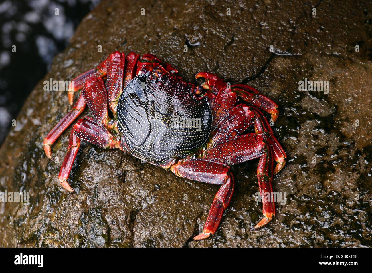 Crabe rouge (Grapsus adscénsionis), vue de dessus, Madère Banque D'Images