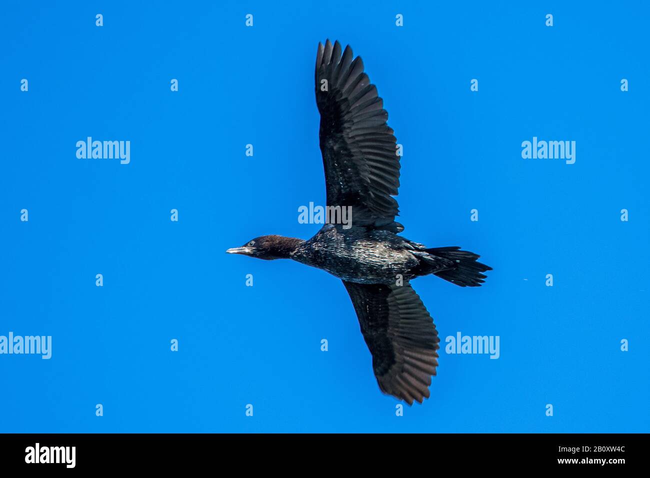 Pygmy cormorant (Phalacrocorax pygmeus, Microcarbo pygmaeus), en vol de dessous, Roumanie, Delta du Danube Banque D'Images