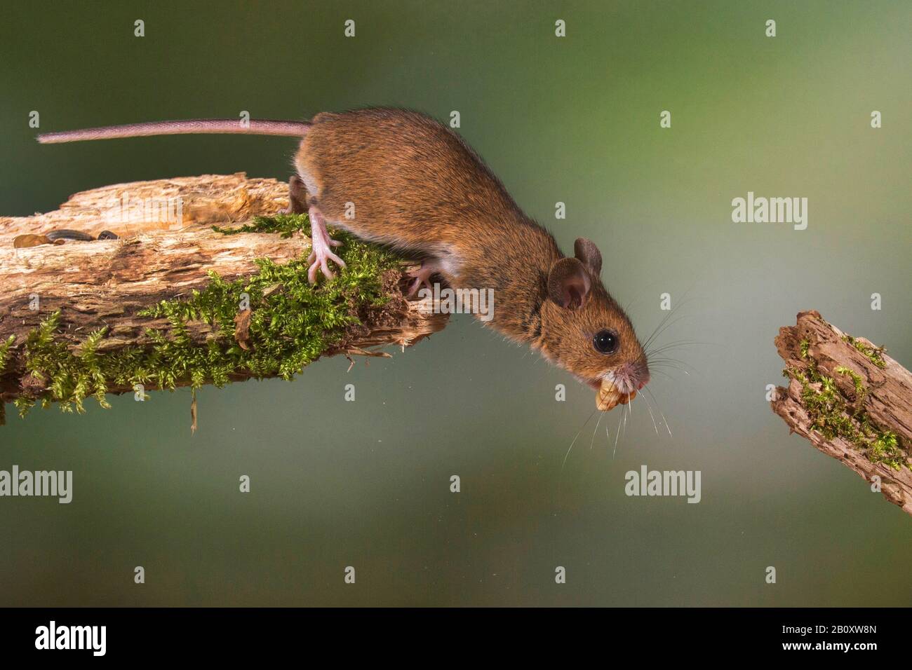 Souris en bois, souris de champ à queue longue (Apodemus sylvaticus), avec de la nourriture dans la bouche, essayant d'atteindre une autre branche, l'Allemagne, Bade-Wuerttemberg Banque D'Images