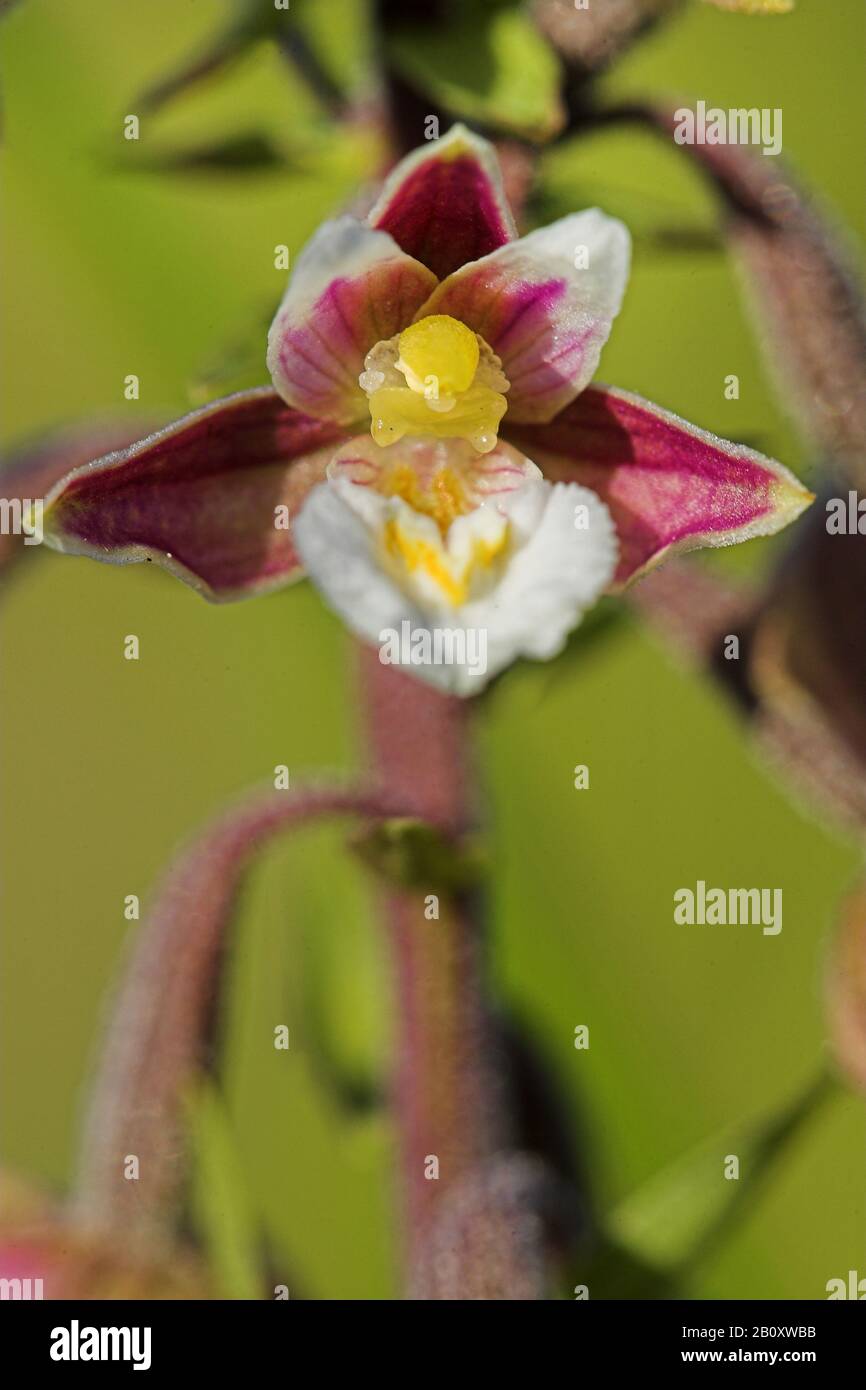 Marsh helleborine (Epipatis palustris), Flower, Pays-Bas Banque D'Images