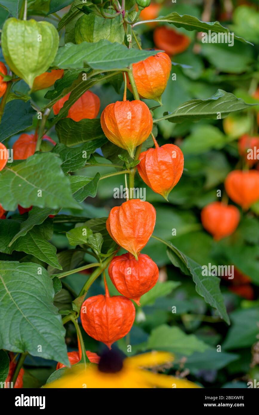 Lanterne chinoise, lanterne japonaise, cerise d'hiver, tomate fraise (Physalis alkekengi var. Franchetii, Physalis franchetii), fructification, Allemagne, Saxe Banque D'Images