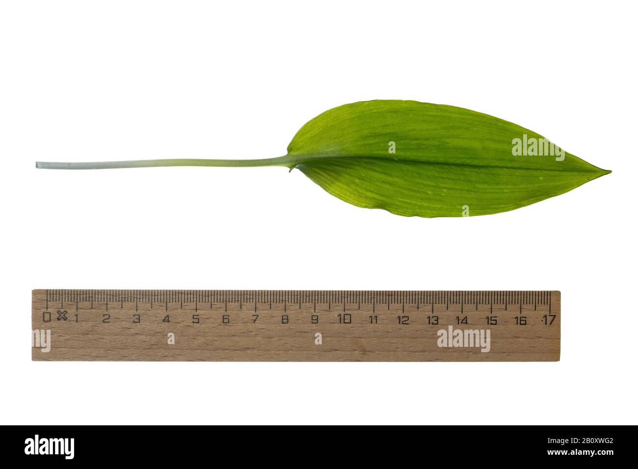 Ramson, buckrams, ail sauvage, ail à feuilles larges, ail en bois, poireau d'ours, ail d'ours (Allium ursinum), feuille, découpe avec règle, Allemagne Banque D'Images