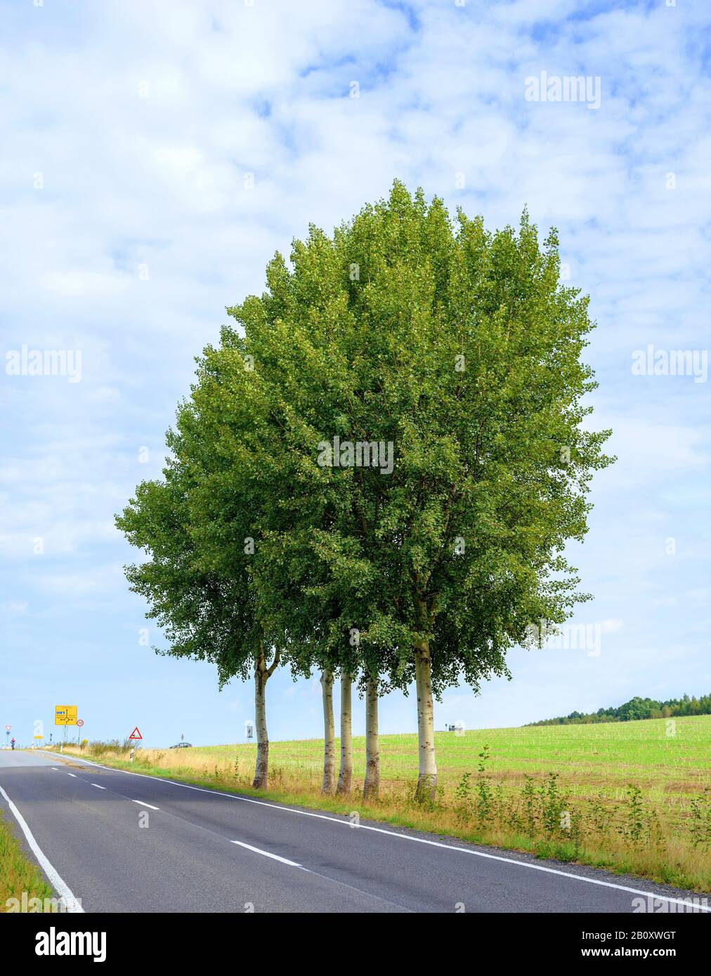Tremble européen (Populus tremula), comme arbre de rue, Allemagne, Saxe Banque D'Images