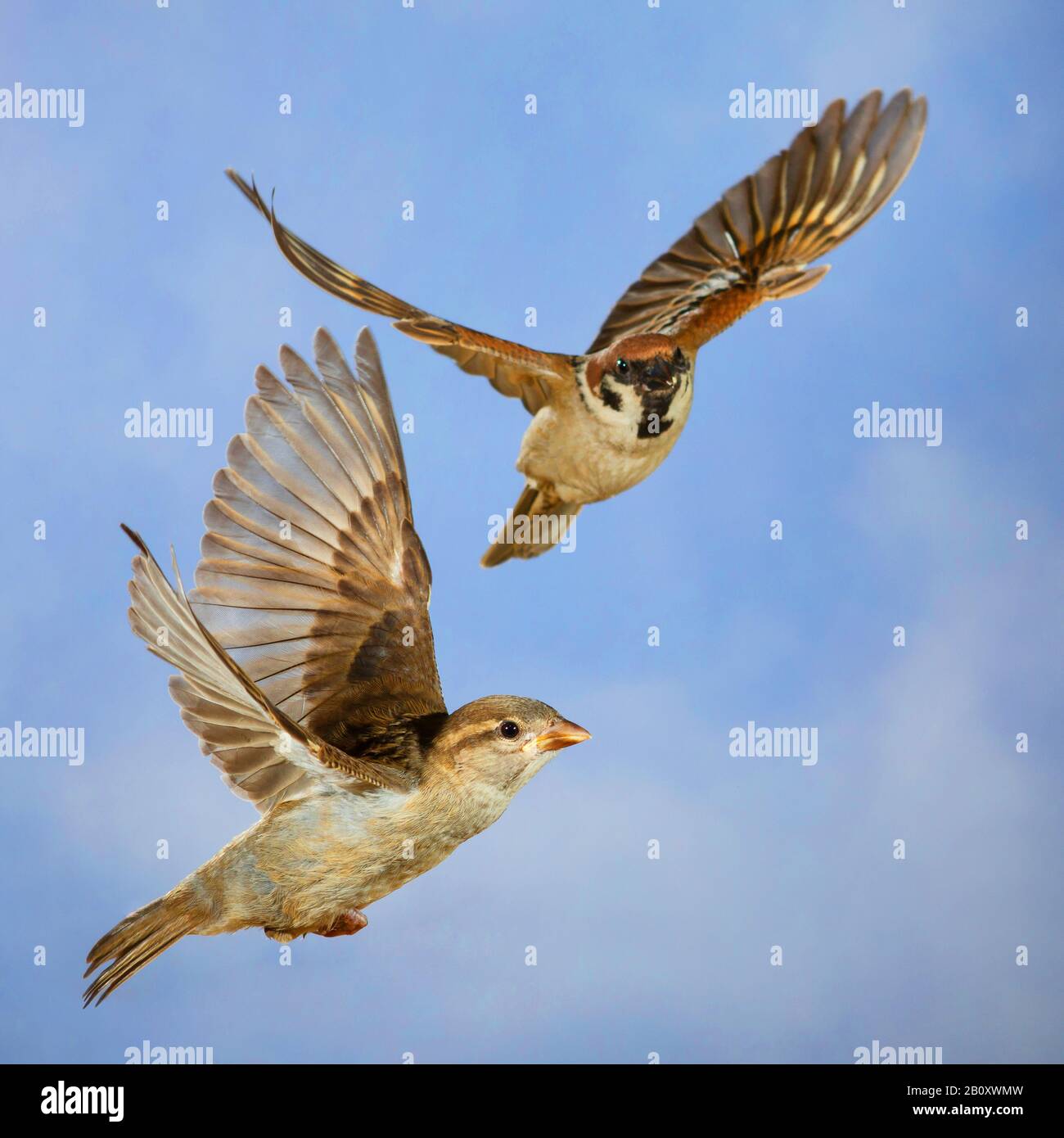 Sparrow d'arbre eurasien (Passer montanus), avec sparrow en vol, Allemagne Banque D'Images