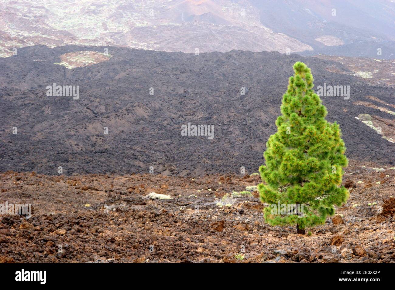 PIN canarien (Pinus canariensis), qui pousse dans un champ de lave, îles Canaries, Tenerife, Parc national du Teide Banque D'Images