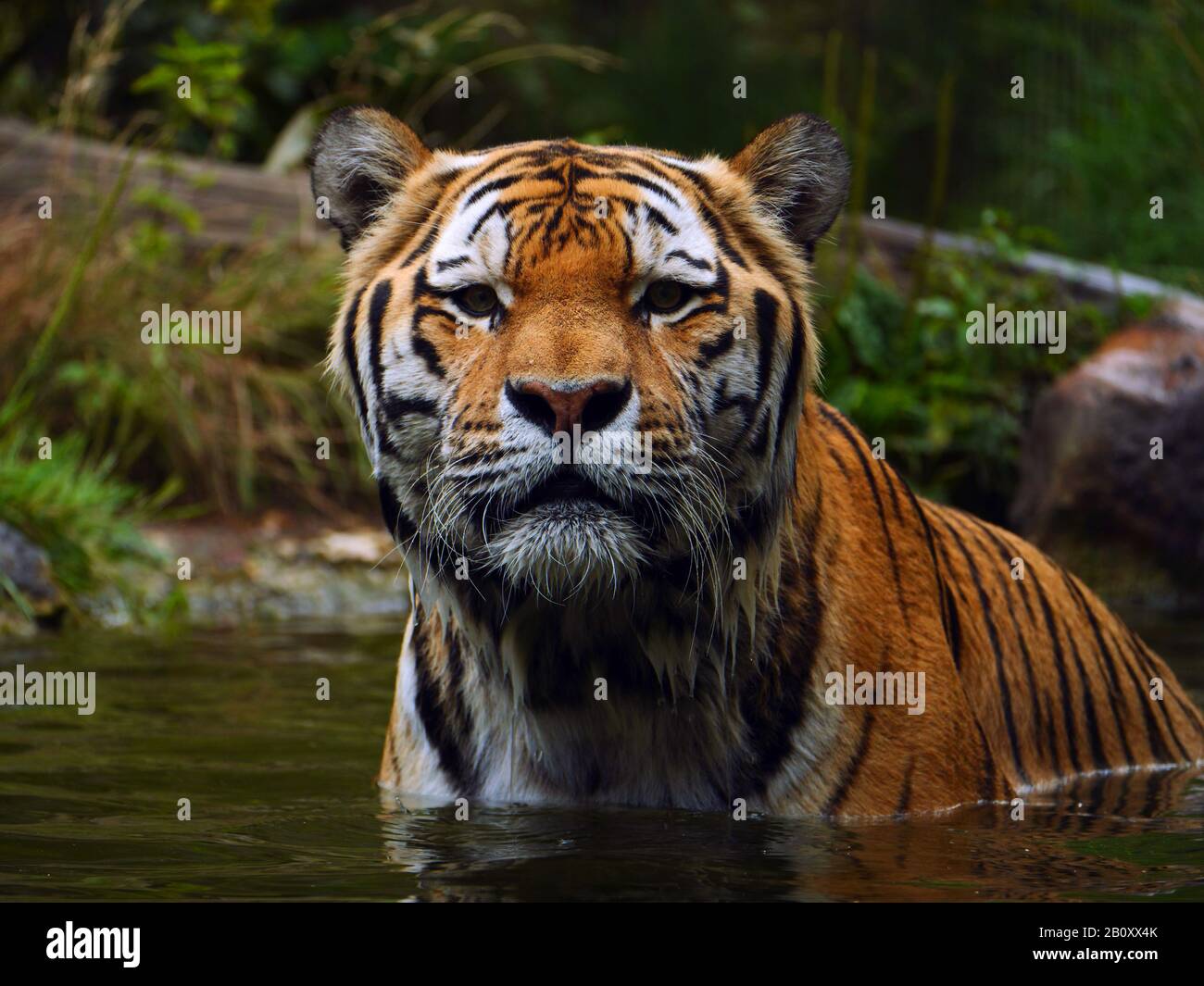 Tigre sibérien, tigre urien (Panthera tigris altaica), debout dans l'eau, vue avant Banque D'Images