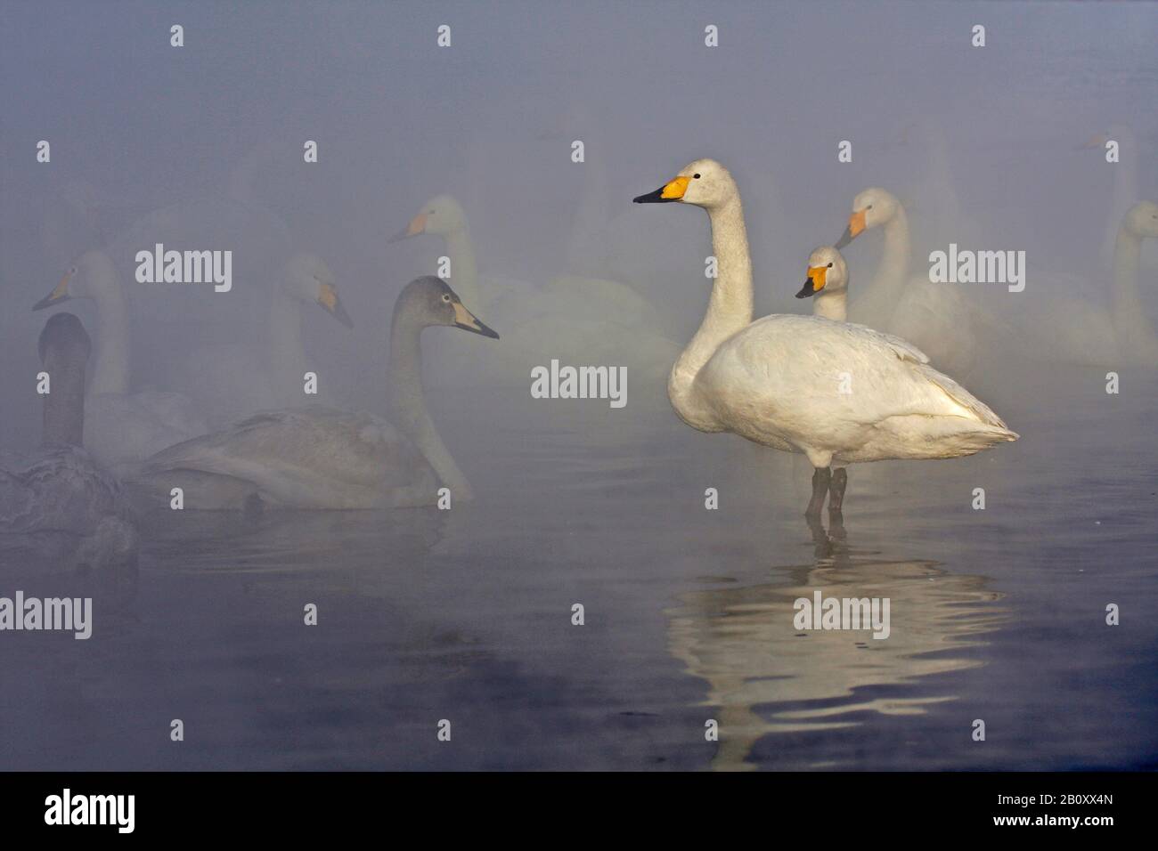 Cygnus cygnus (Cygnus cygnus), troupe sur un lac vapeur en hiver, Japon, Hokkaido Banque D'Images