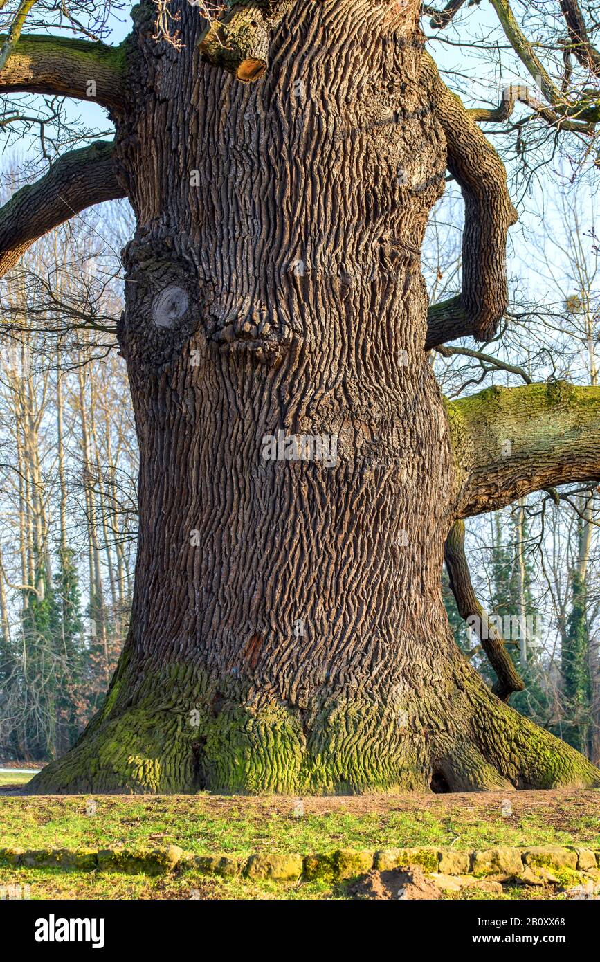 Chêne commun, chêne pedunculate, chêne anglais (Quercus robur. Quercus pedunculata), tronc de chêne, Allemagne, Saxe Banque D'Images