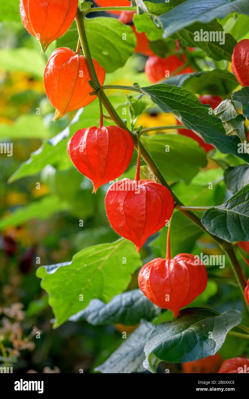 Lampe chinoise, lanterne Japonaise, cerises, fraises d'hiver (tomate Physalis alkekengi var. franchetii, Physalis franchetii), la fructification Banque D'Images