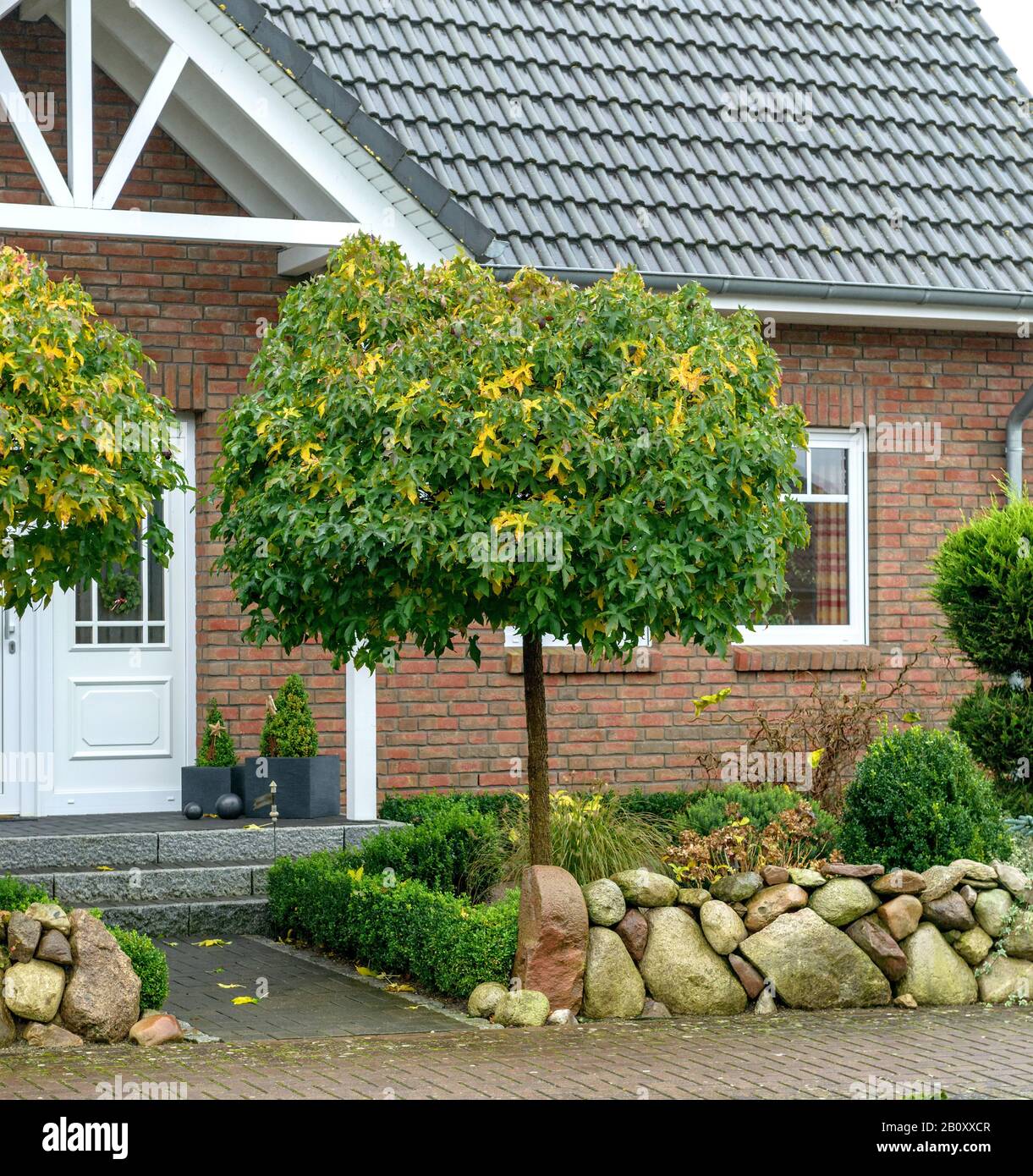 Noyer Satiné, Gomme Douce, Gomme Rouge (Liquidambar Styraciflua 'Gum Ball', Liquidambar Styraciflua Gum Ball), Cultivar Gum Ball, Allemagne, Basse-Saxe Banque D'Images