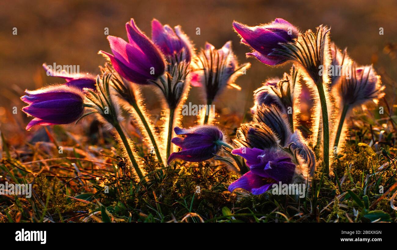 Pasque flower (Pulsatilla vulgaris), fleurit en soirée, Allemagne, Bade-Wuerttemberg Banque D'Images