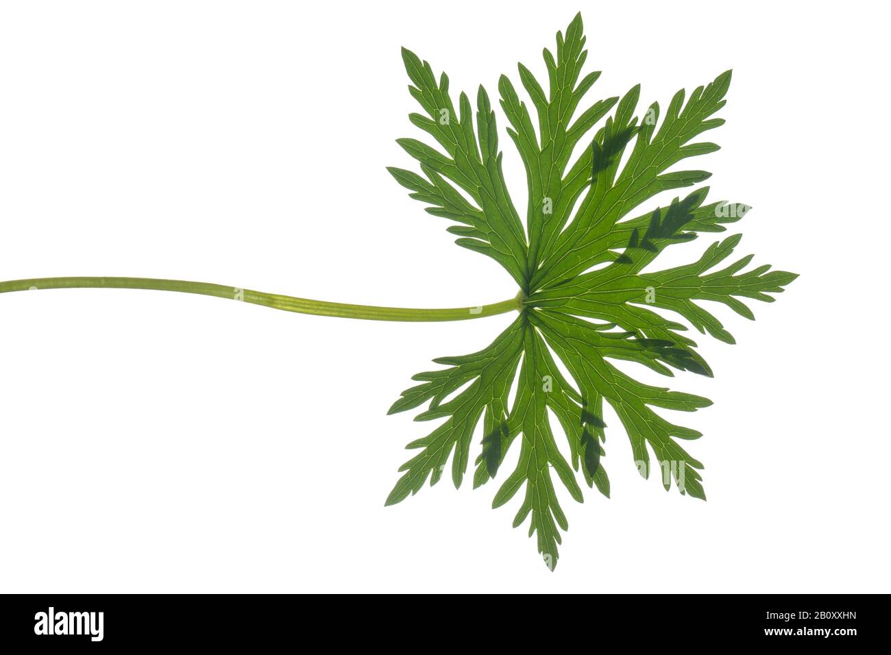 Cannesbill des prés (Geranium pratense), feuille, découpe, Allemagne Banque D'Images