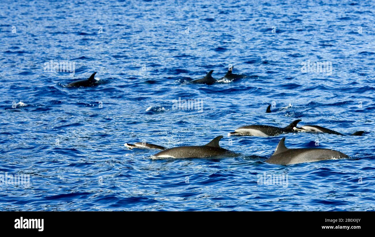 Dauphin à tête bridée, dauphin à pois pantropicaux, dauphin à pois blancs (Stenella atténuata), à la surface, îles du Cap-Vert Banque D'Images