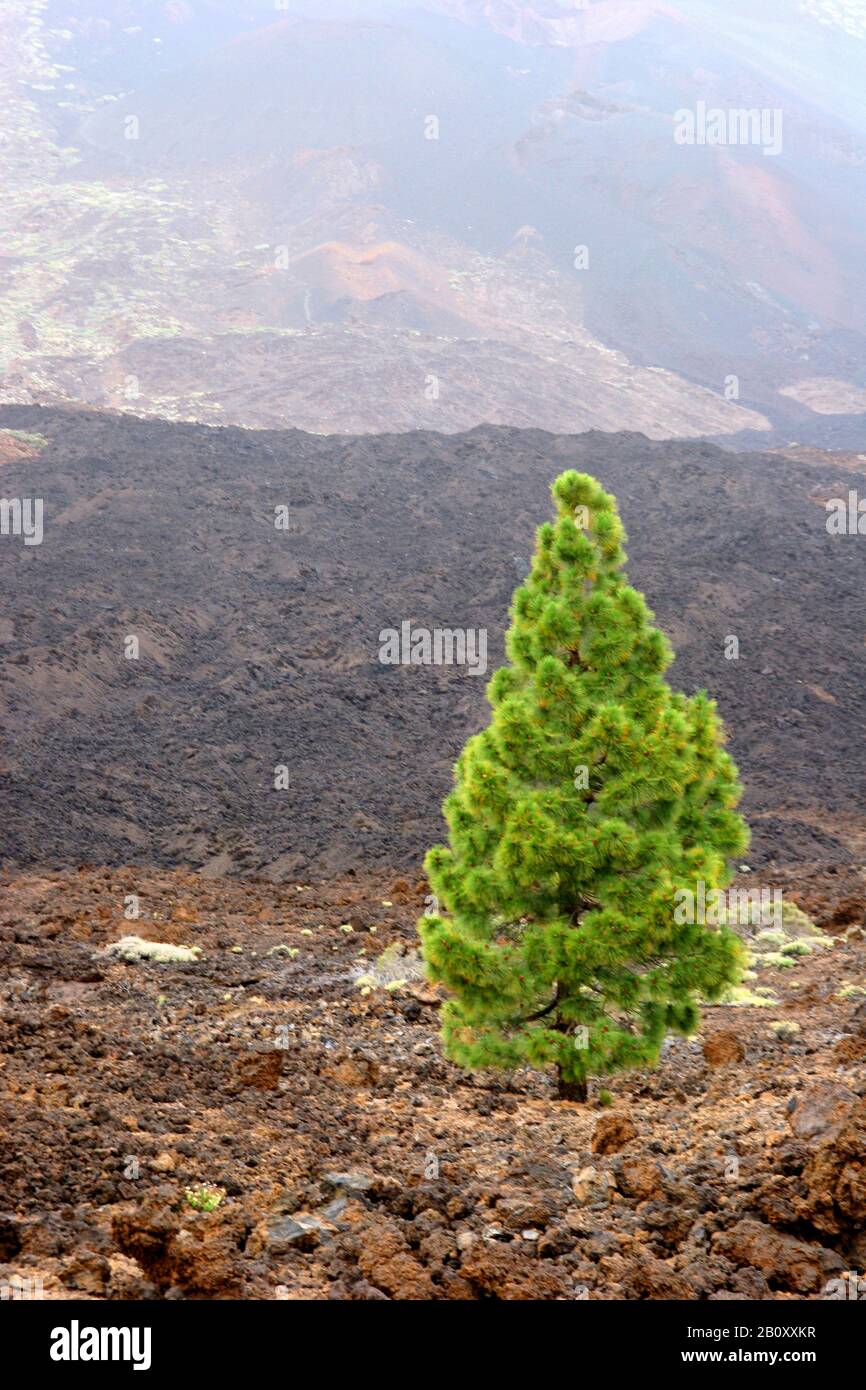 PIN canarien (Pinus canariensis), qui pousse dans un champ de lave, îles Canaries, Tenerife, Parc national du Teide Banque D'Images