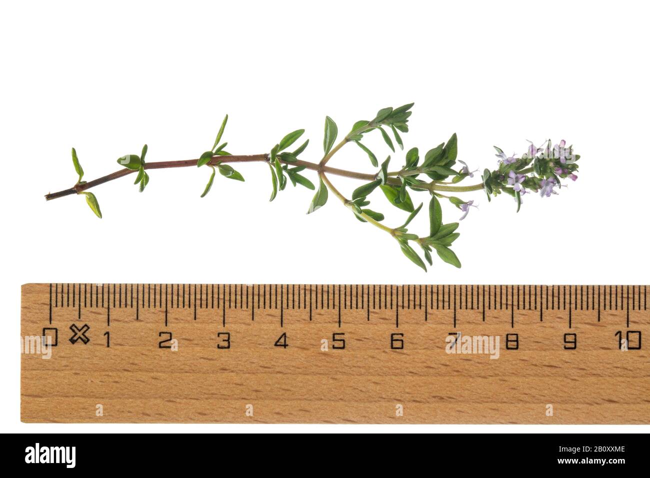 Thym de jardin, thym anglais, thym commun (Thymus vulgaris), branche florissante, découpe avec règle Banque D'Images