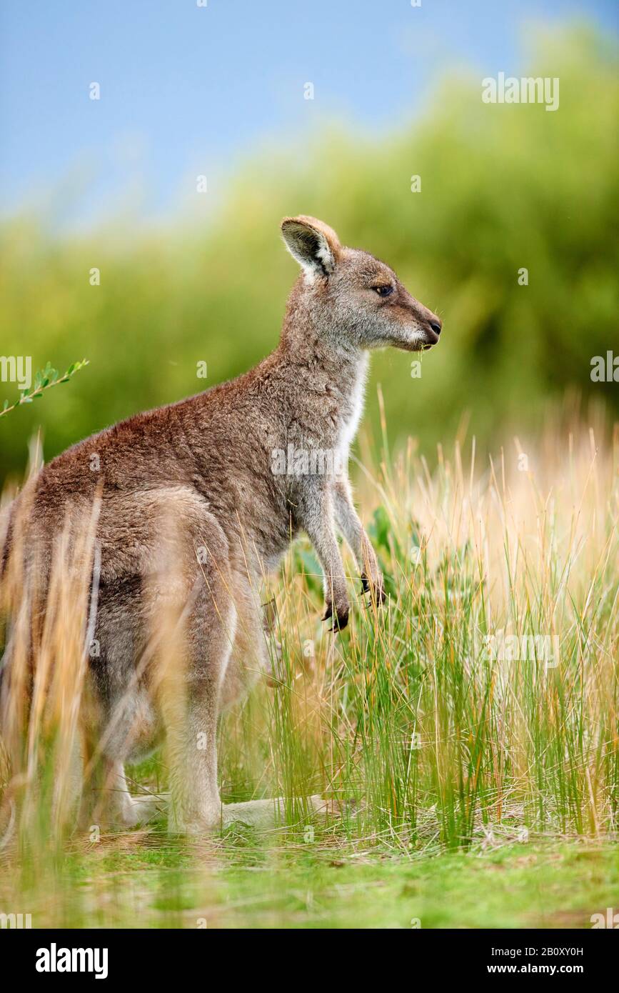 Kangourou gris oriental, kangourou gris oriental, kangourou gris foncé, kangourou forestier (Macropus giganteus), dans un pré, Australie, parc national de Wilsons Promontory Banque D'Images