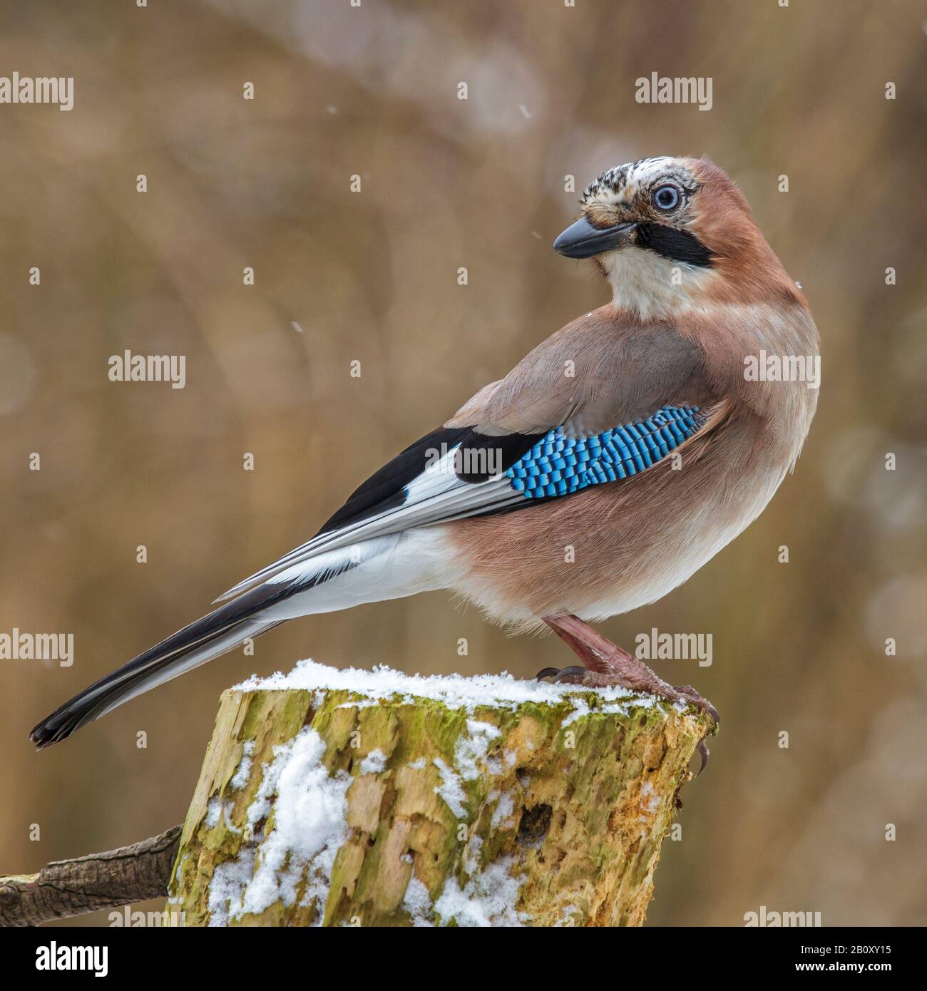 Jay (Garrulus glandarius), assis sur un talon, Allemagne Banque D'Images