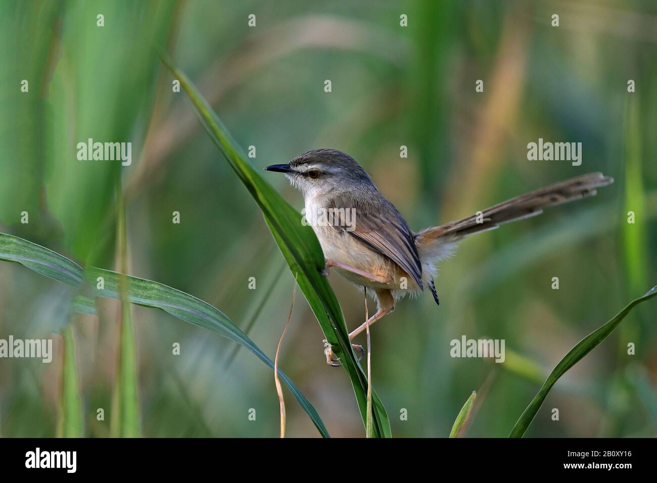 prinia flanquée de Tawny (Prinia subflava), assise en roseau, Afrique du Sud, KwaZulu-Natal, Mkhuze Game Reserve Banque D'Images