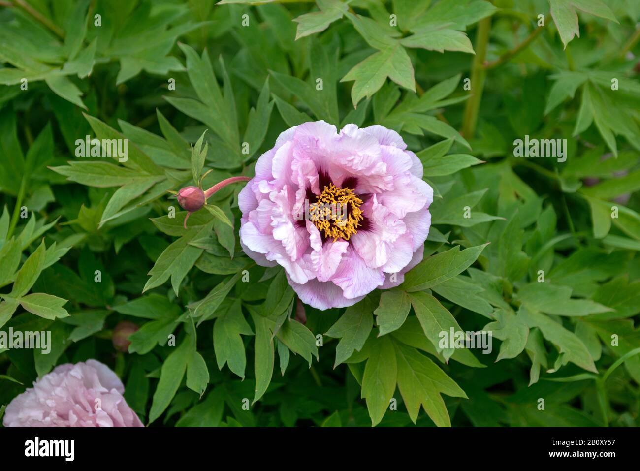 Pivoine des arbres (Paeonia suffruticosa 'Baronne d'Ales', Paeonia suffruticosa Baronne d'Ales), fleurs de cultivar Baronne d'Ales, Allemagne, Schleswig-Holstein Banque D'Images
