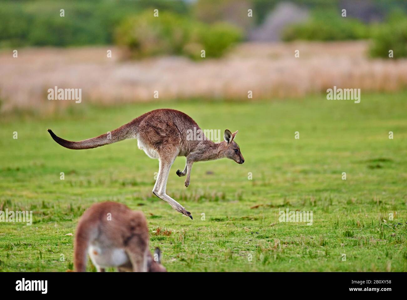 Kangourou gris oriental, kangourou gris oriental, kangourou gris foncé, kangourou forestier (Macropus giganteus), saut, Australie, parc national de Wilsons Promontory Banque D'Images