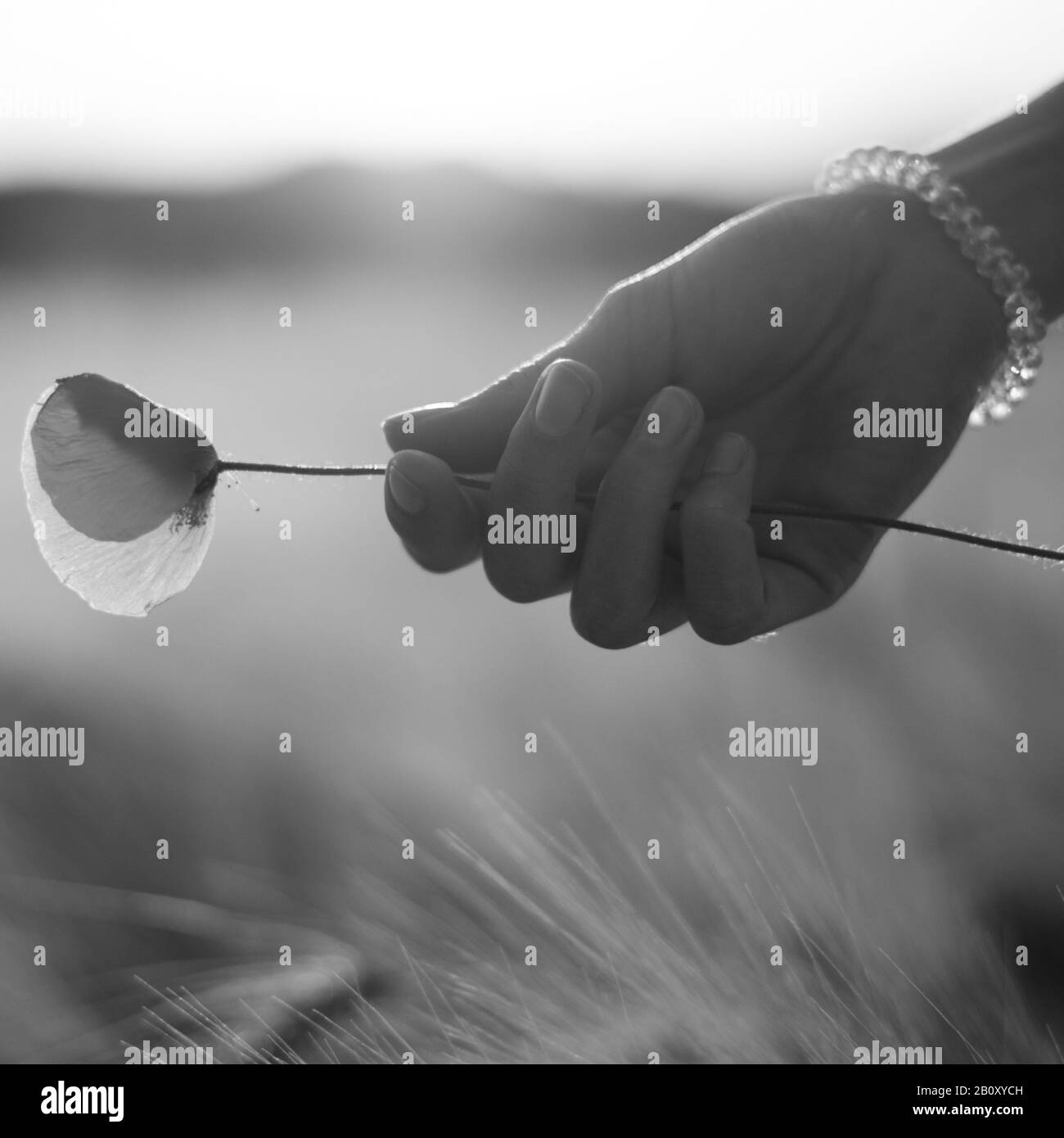 Jeune femme dans un champ qui tient un pavot dans sa main Banque D'Images