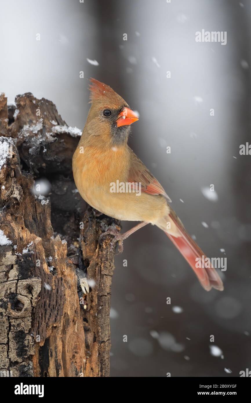 Un cardinal du nord perché sur un arbre lors d'un événement hivernal de neige. Banque D'Images