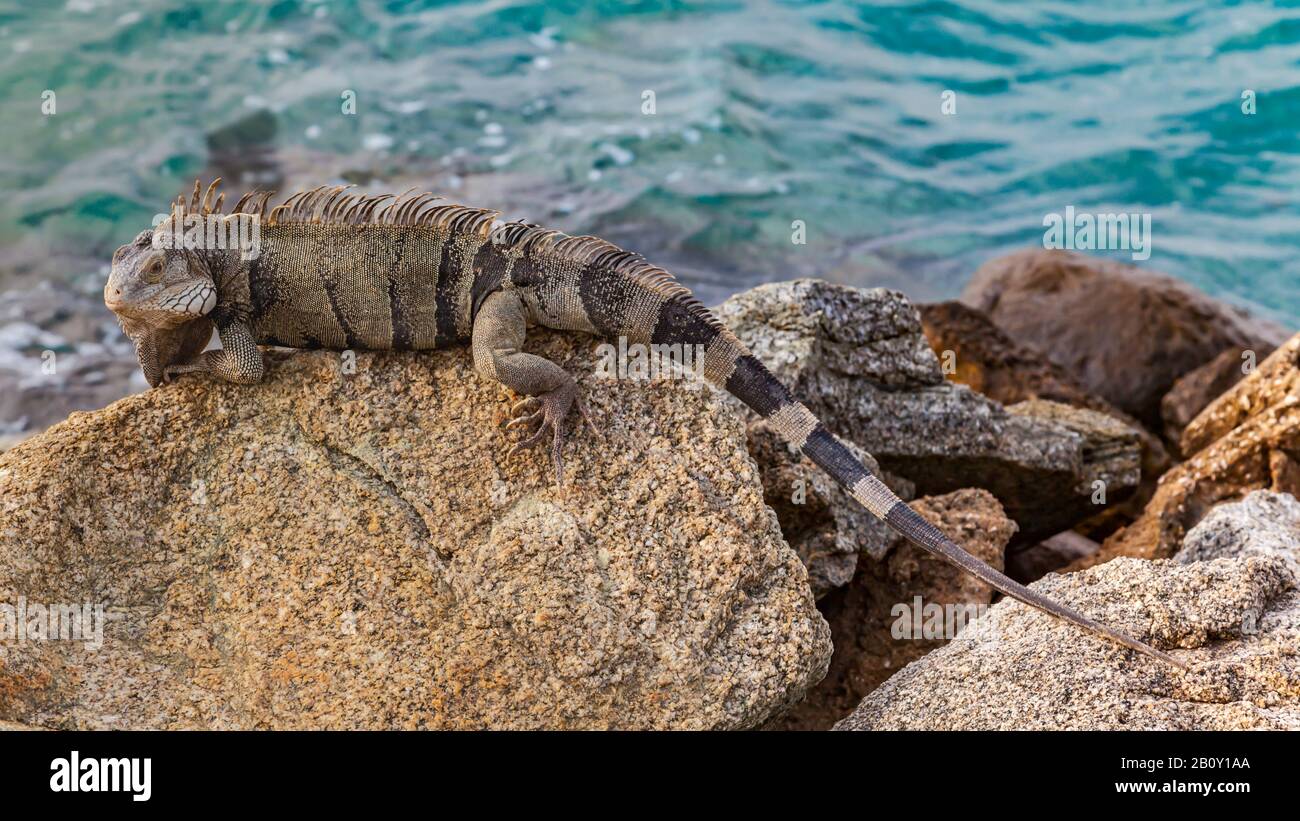 Un Iguana vert dans les rochers d'Aruba, Royaume des Pays-Bas, Caraïbes. Banque D'Images