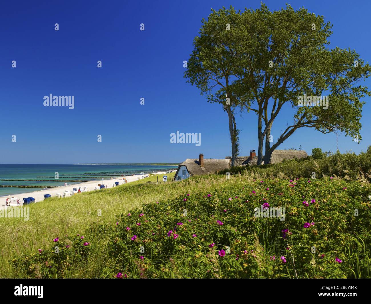 Dune et plage avec poplars Ahrenshoop, Fischland-Darss-Zingst, Mecklembourg-Poméranie-Occidentale, Allemagne, Banque D'Images