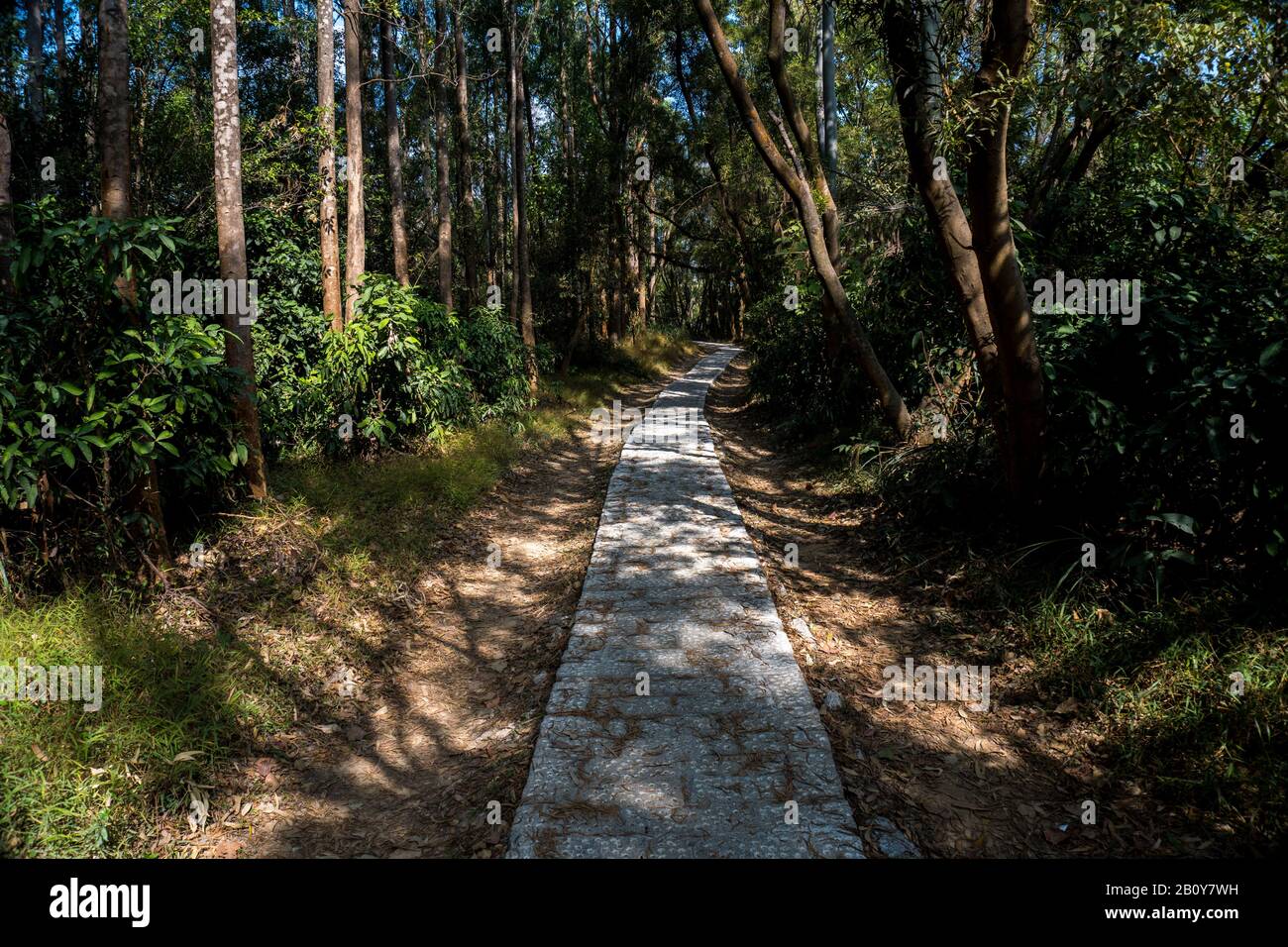 Sentier, sentier, route nationale, sentier, allée, voie dans la forêt de Hong Kong comme arrière-plan Banque D'Images