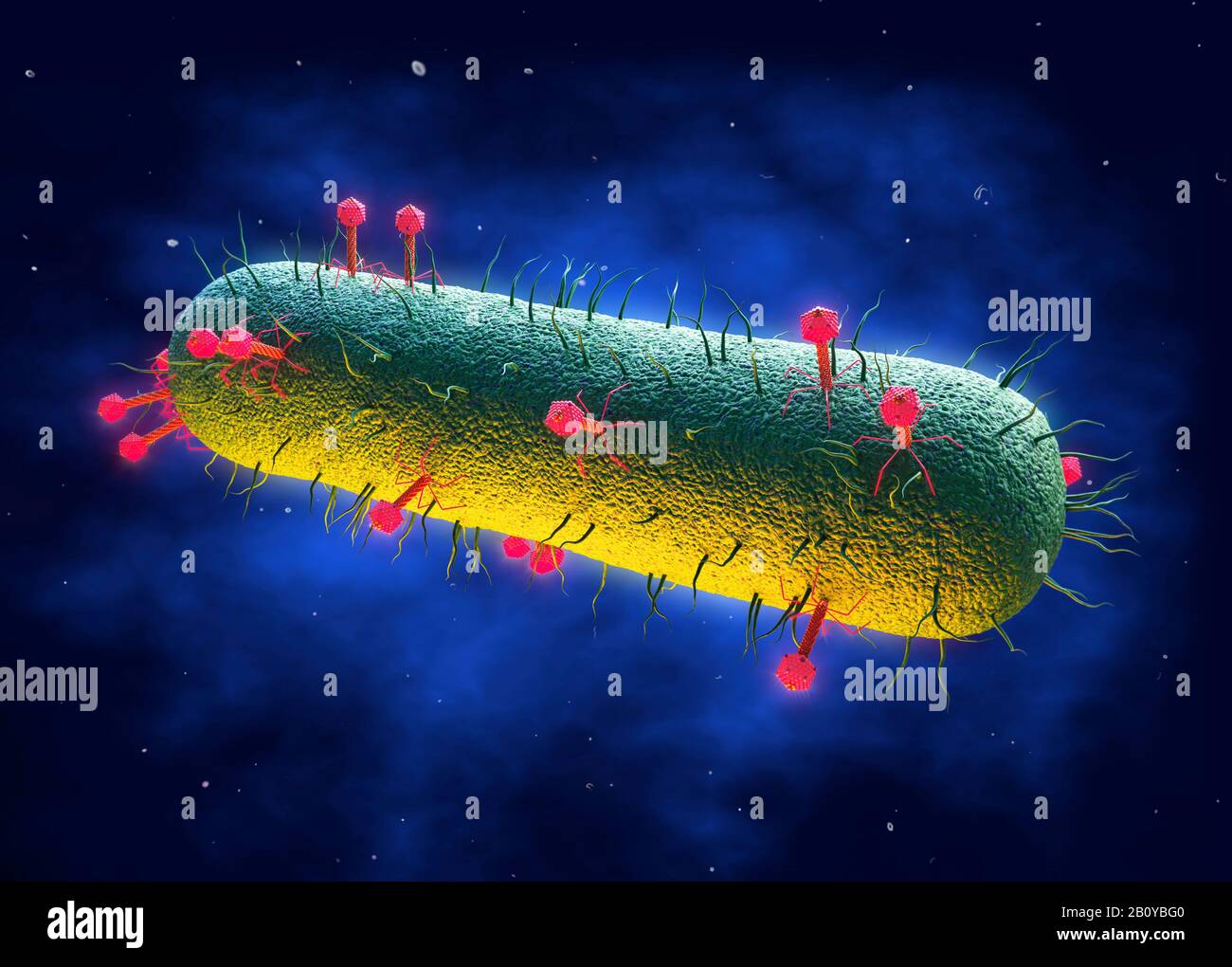 Bactériophages infectant les bactéries, illustration Banque D'Images