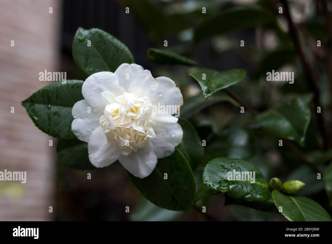 Azalea Stock Photos Azalea Stock Images Page 3 Alamy