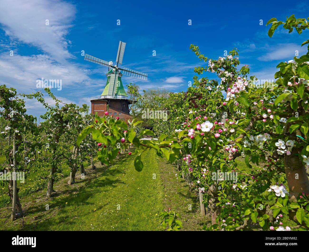 VENTI Amica moulin à Twielenfleth-Lühe avec fleur de pomme, Altes Land, Landkreis Stade, Basse-Saxe, Allemagne, Banque D'Images