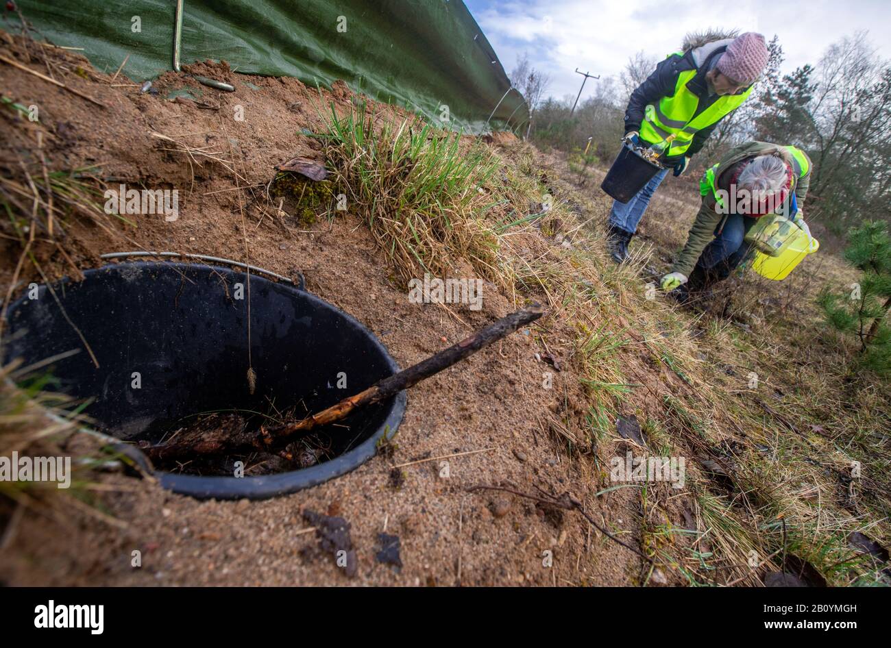 Schwerin, Allemagne. 21 février 2020. Katharina Friedrich (l) et Christiane Raymond (r) de la NABU contrôlent la clôture du toad avec des seaux de ventilation à la Babenkoppel. Avec des températures nocturnes de plus de cinq degrés et la pluie, de nombreux nouveaux-nés, grenouilles et crapauds commencent leurs migrations de leur lieu de masquage hivernal vers les frayères. Pour protéger les animaux, les écologistes ont mis en place des clôtures de toad le long de routes fréquentées au printemps, y ramasser les amphibiens et les amener dans des seaux au-dessus de la chaussée. Crédit: Jens Büttner/Dpa-Zentralbild/Dpa/Alay Live News Banque D'Images