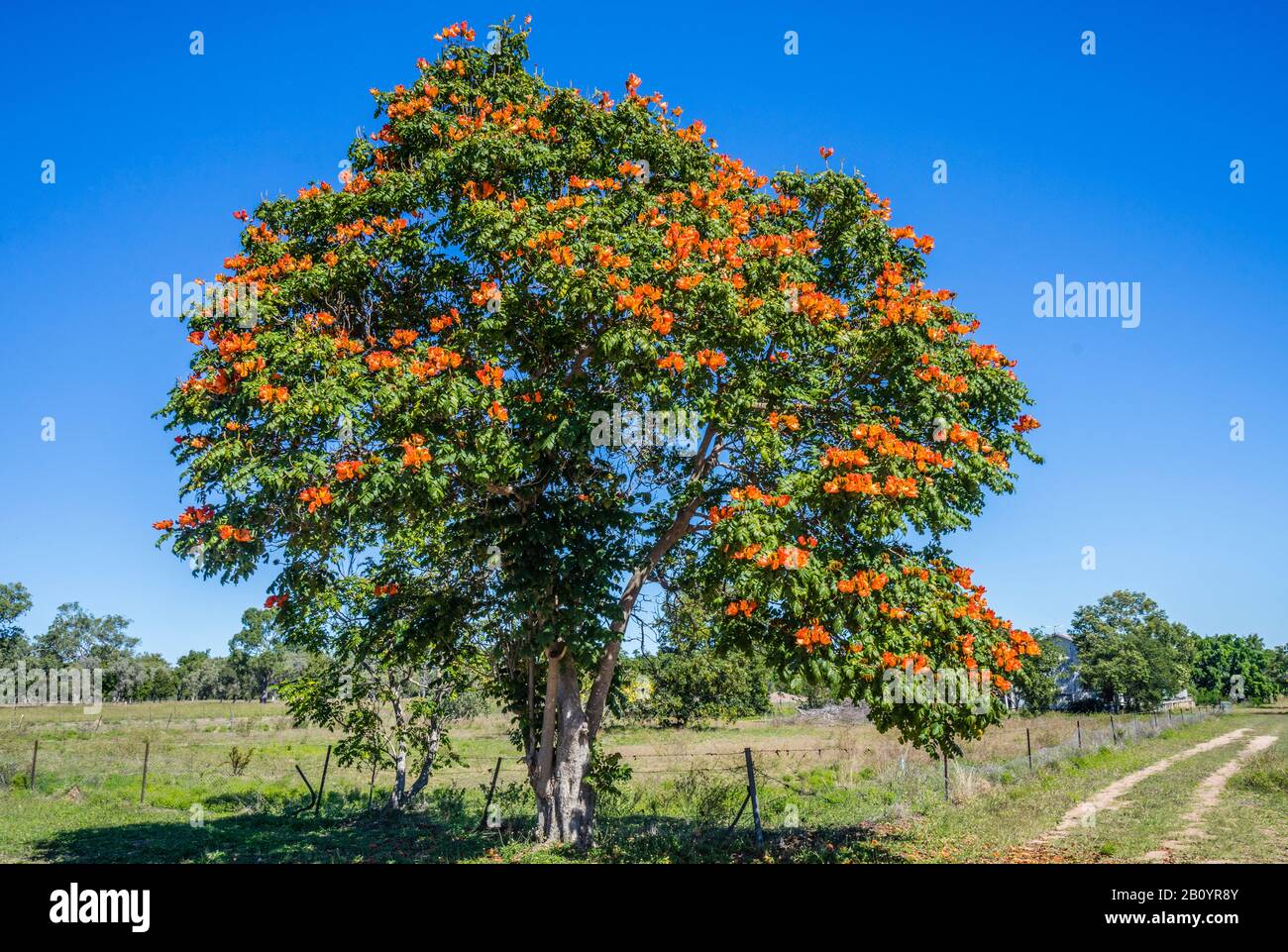 Arbre tulip africain (Spathodea campanulata) à Flinders Highway dans la région Charters Towers, le magnifique arbre ornemental est considéré comme nocif à n Banque D'Images